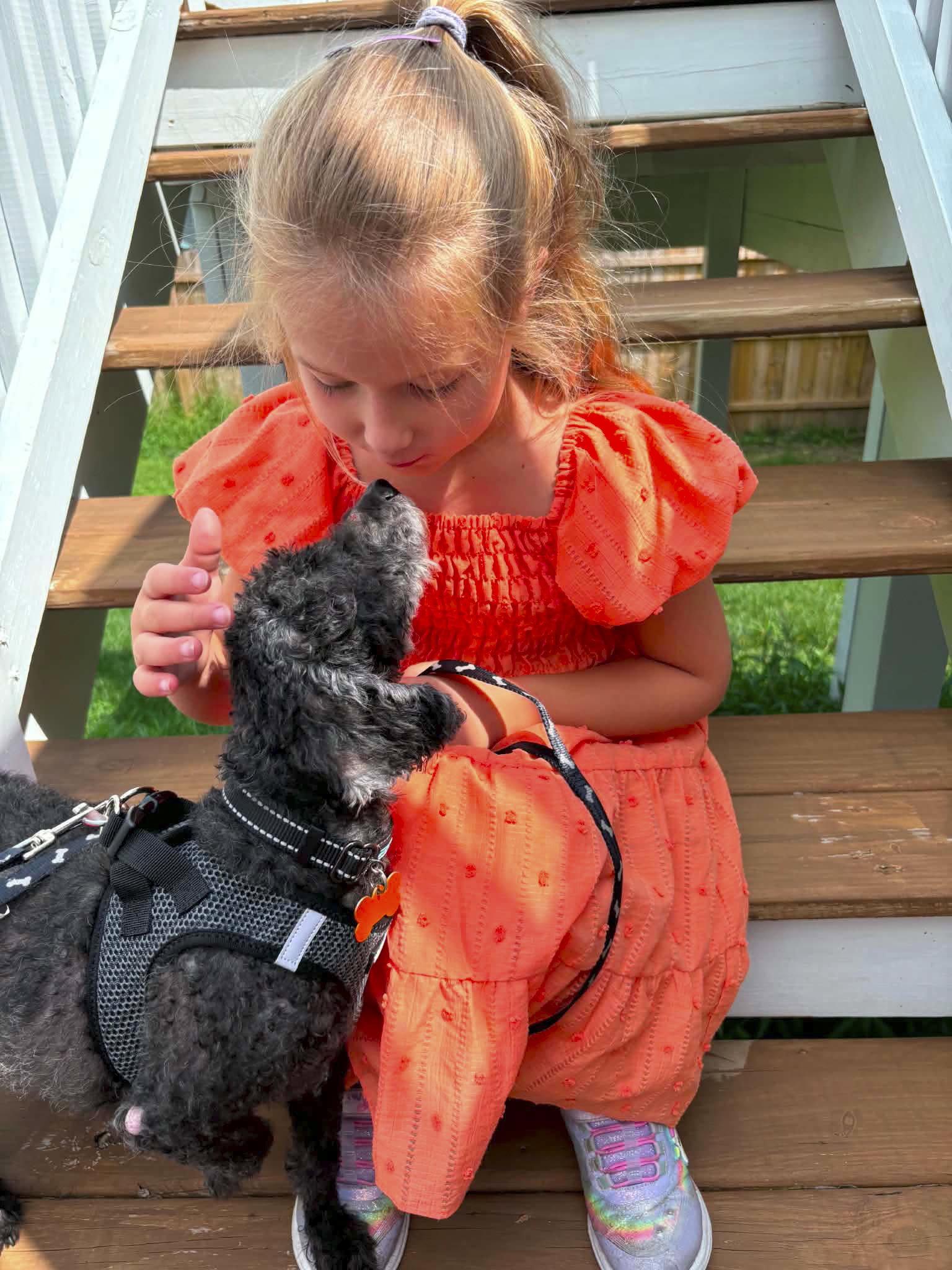 Boone, a Adoptable Poodle in Bloomington, IL image 2/2