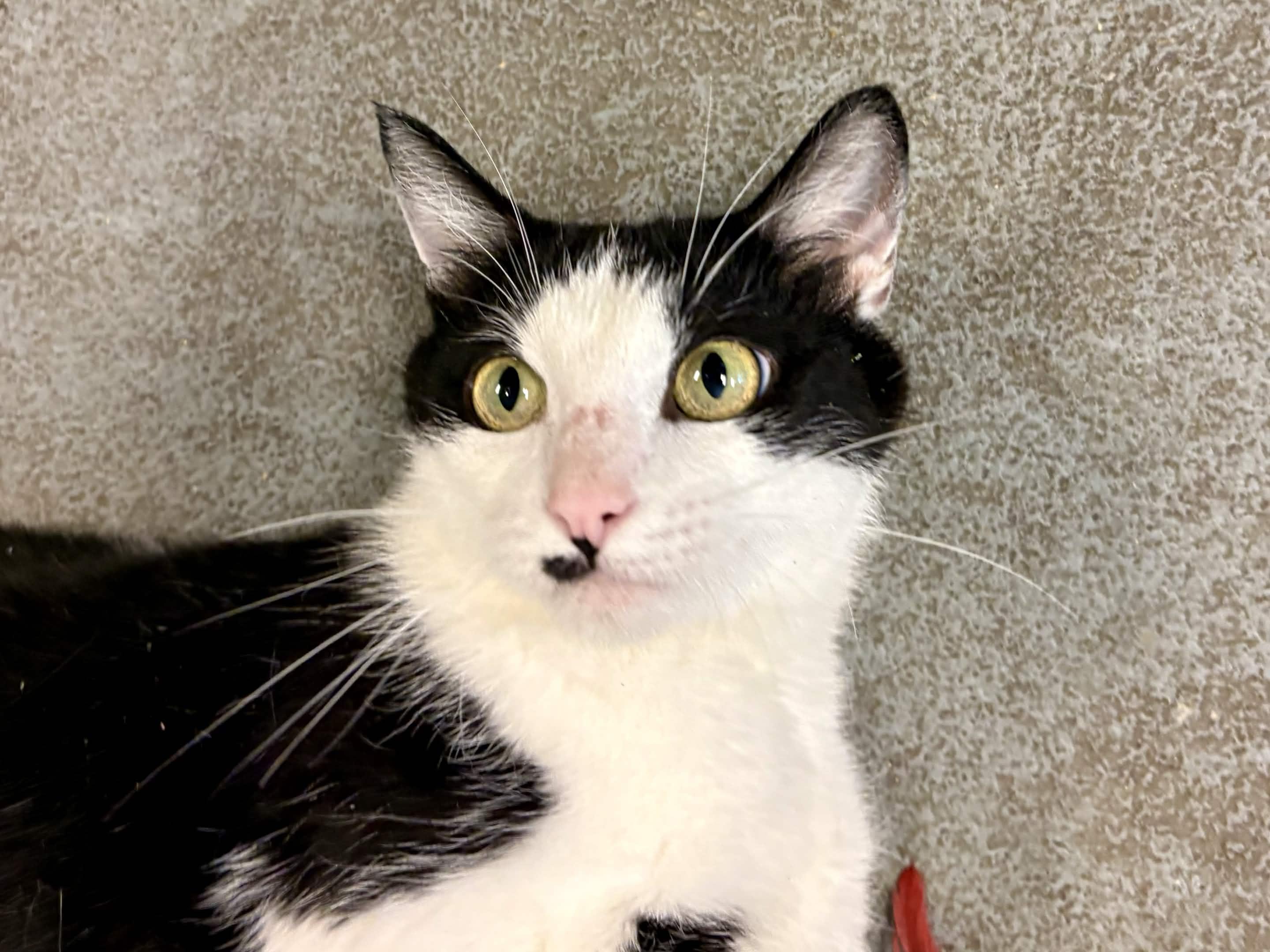 Enlarge Maple, a ADOPTABLE Tuxedo in Oberlin, OH image 1/3