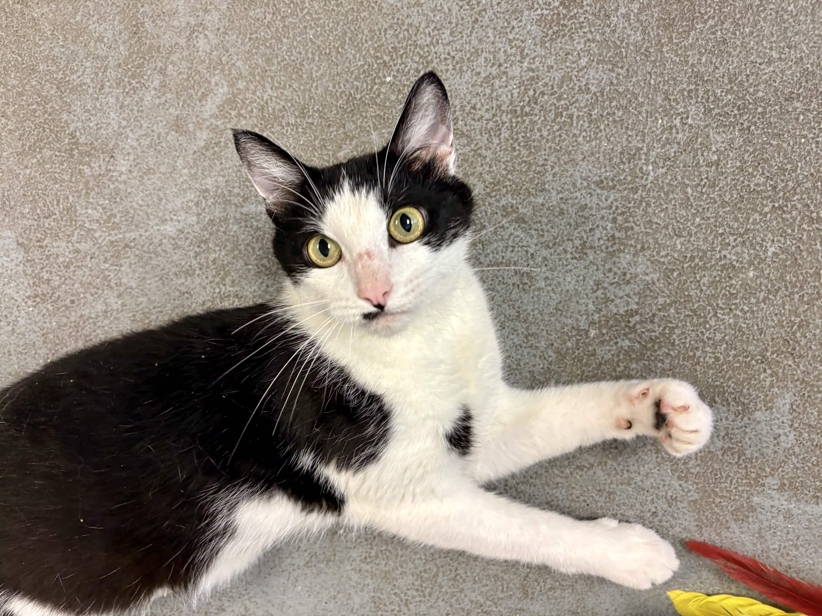 Enlarge Maple, a ADOPTABLE Tuxedo in Oberlin, OH image 2/3