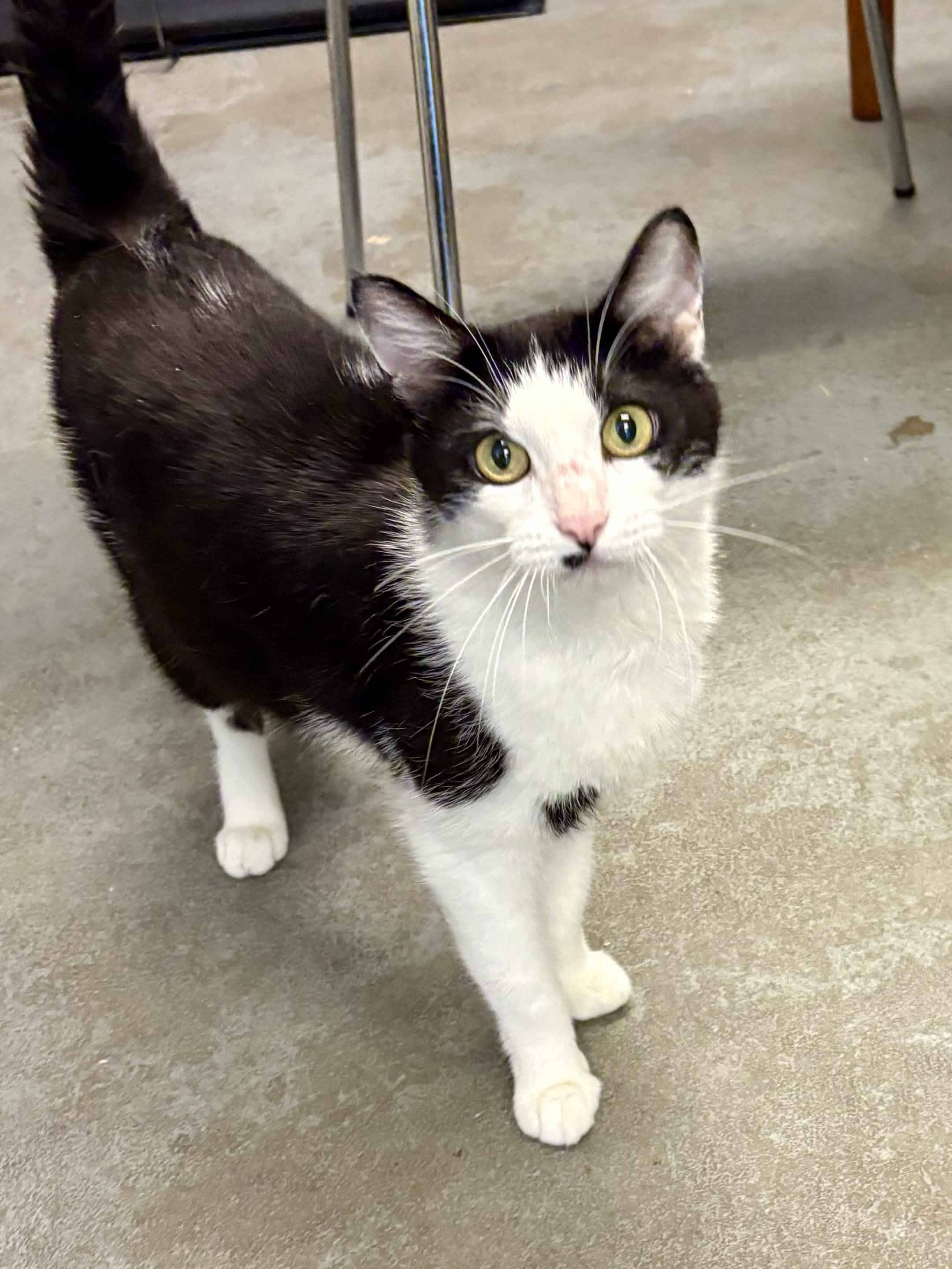 Enlarge Maple, a ADOPTABLE Tuxedo in Oberlin, OH image 3/3