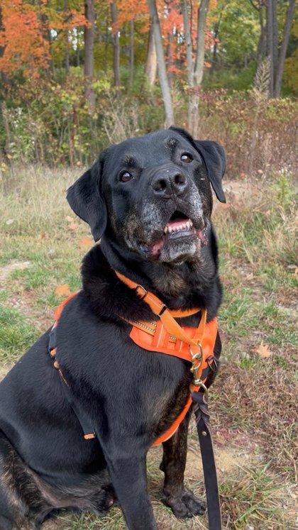 Shadow, a Adoptable mixed breed in Cincinnati, OH image 1/3