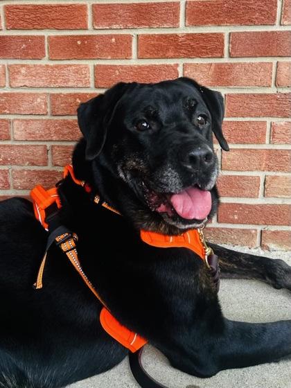 Shadow, a Adoptable mixed breed in Cincinnati, OH image 2/3