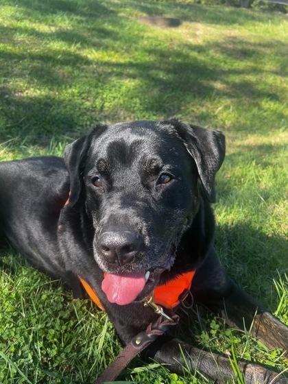 Enlarge Shadow, a Adoptable mixed breed in Cincinnati, OH image 3/3