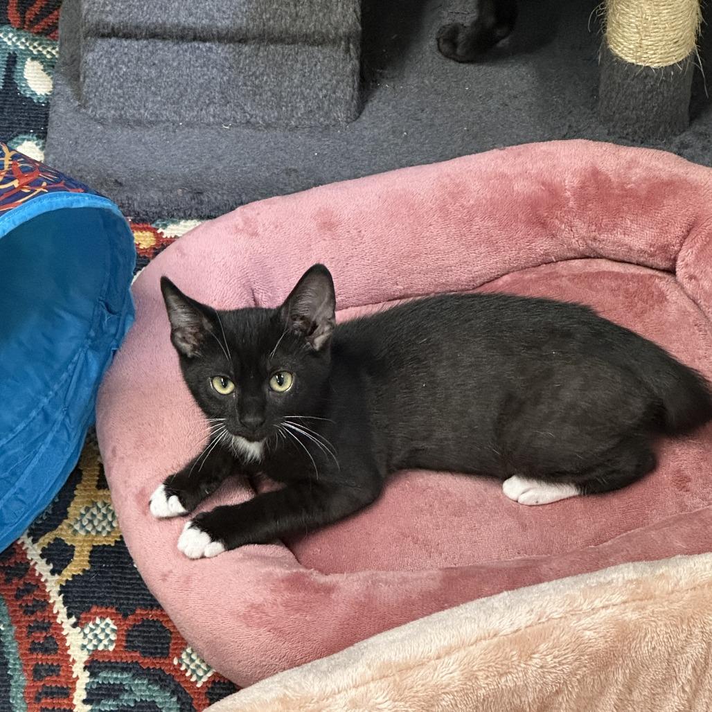 Dandy, Adoptable, Kitten Male Domestic Short Hair.