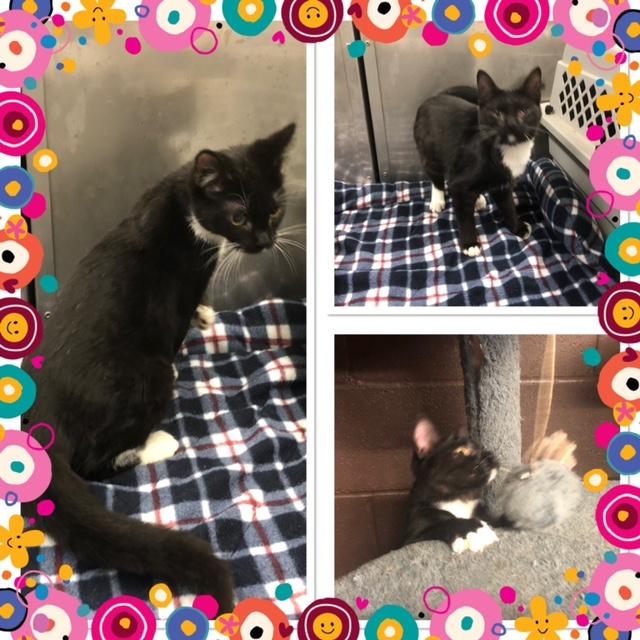 Enlarge BLAIR, a Adoptable Domestic Short Hair in Buckhannon, WV image 1/1