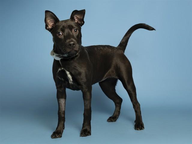 Enlarge INDY, a Adoptable mixed breed in Phoenix, AZ image 1/1