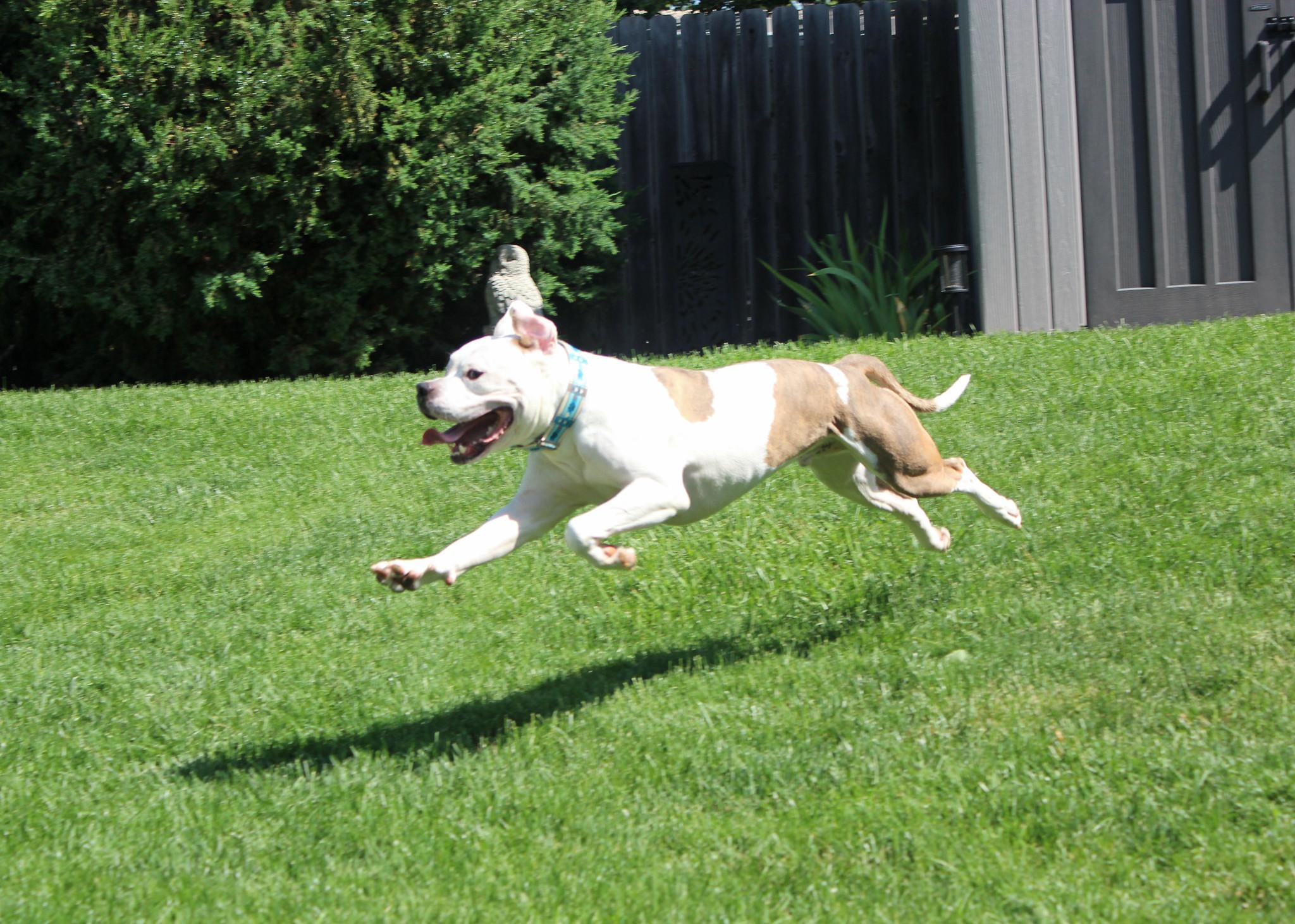 Nootro Boom, an adoptable Terrier in Sioux Falls, SD, 57101 | Photo Image 5