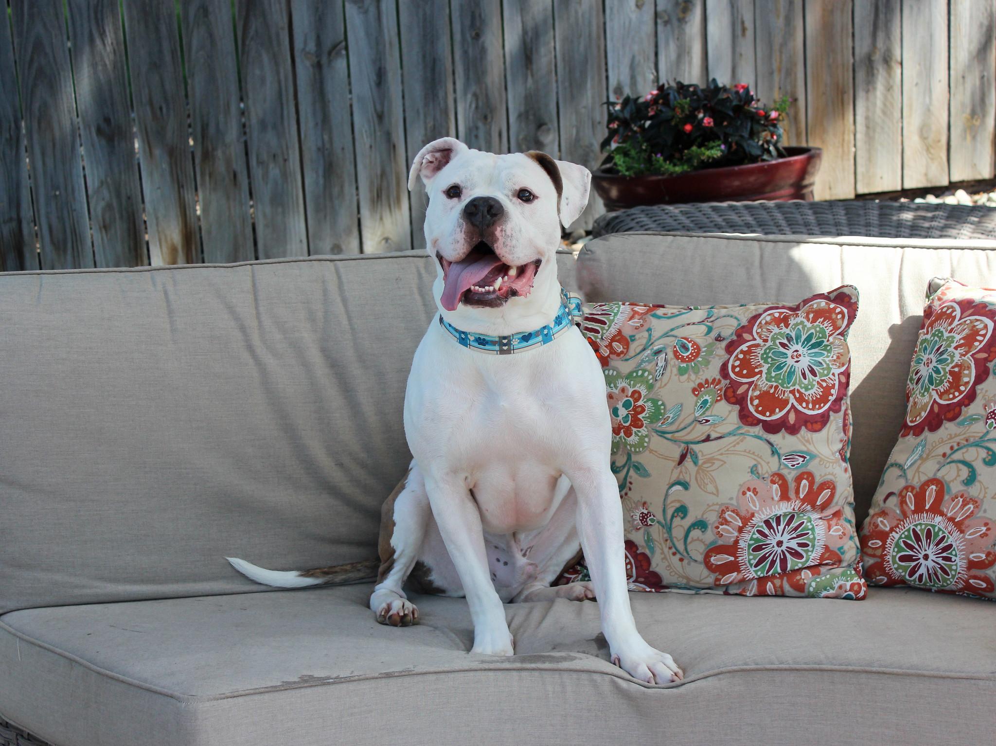 Nootro Boom, an adoptable Terrier in Sioux Falls, SD, 57101 | Photo Image 3