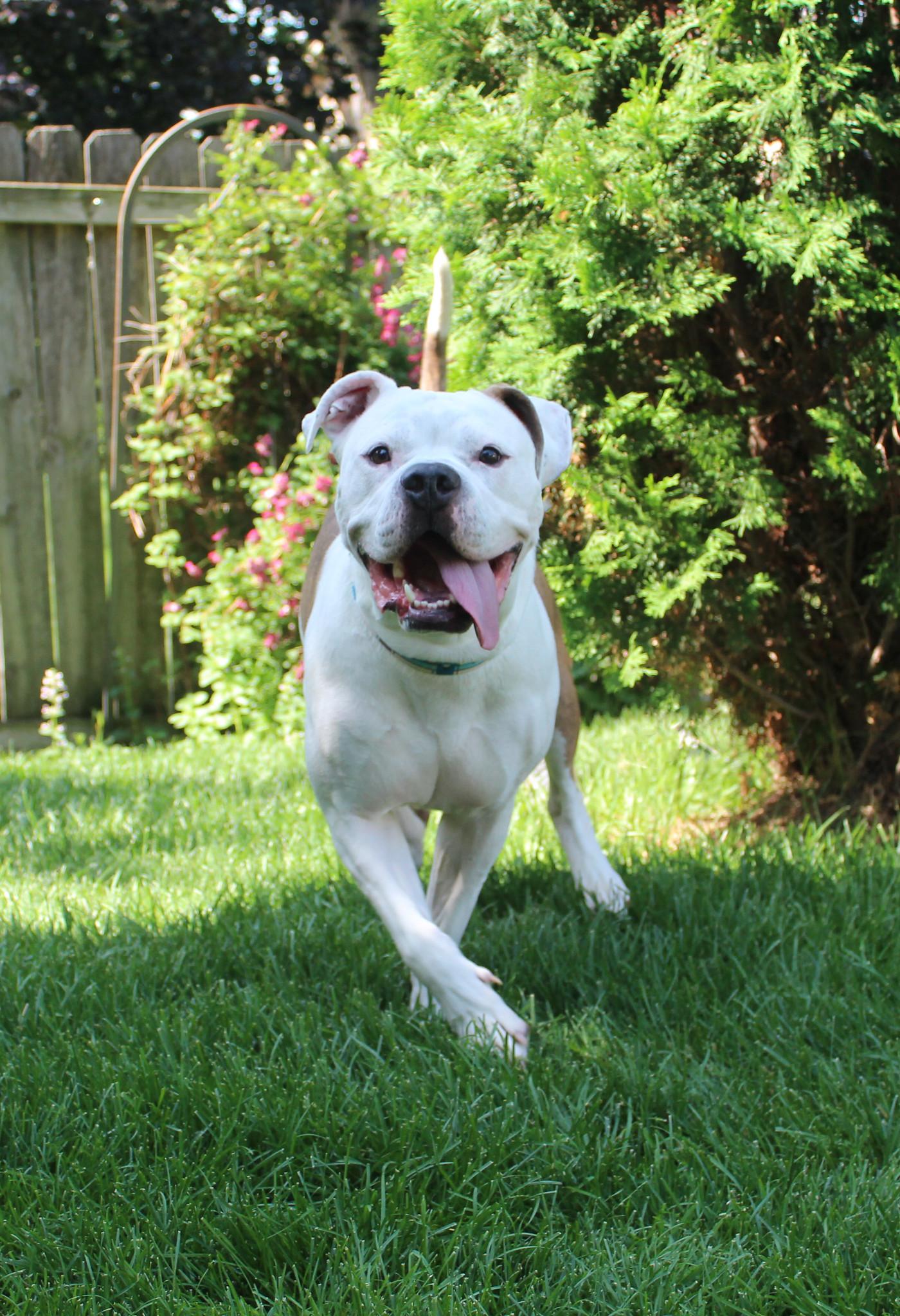 Nootro Boom, a Adoptable mixed breed in Sioux Falls, SD image 2/6