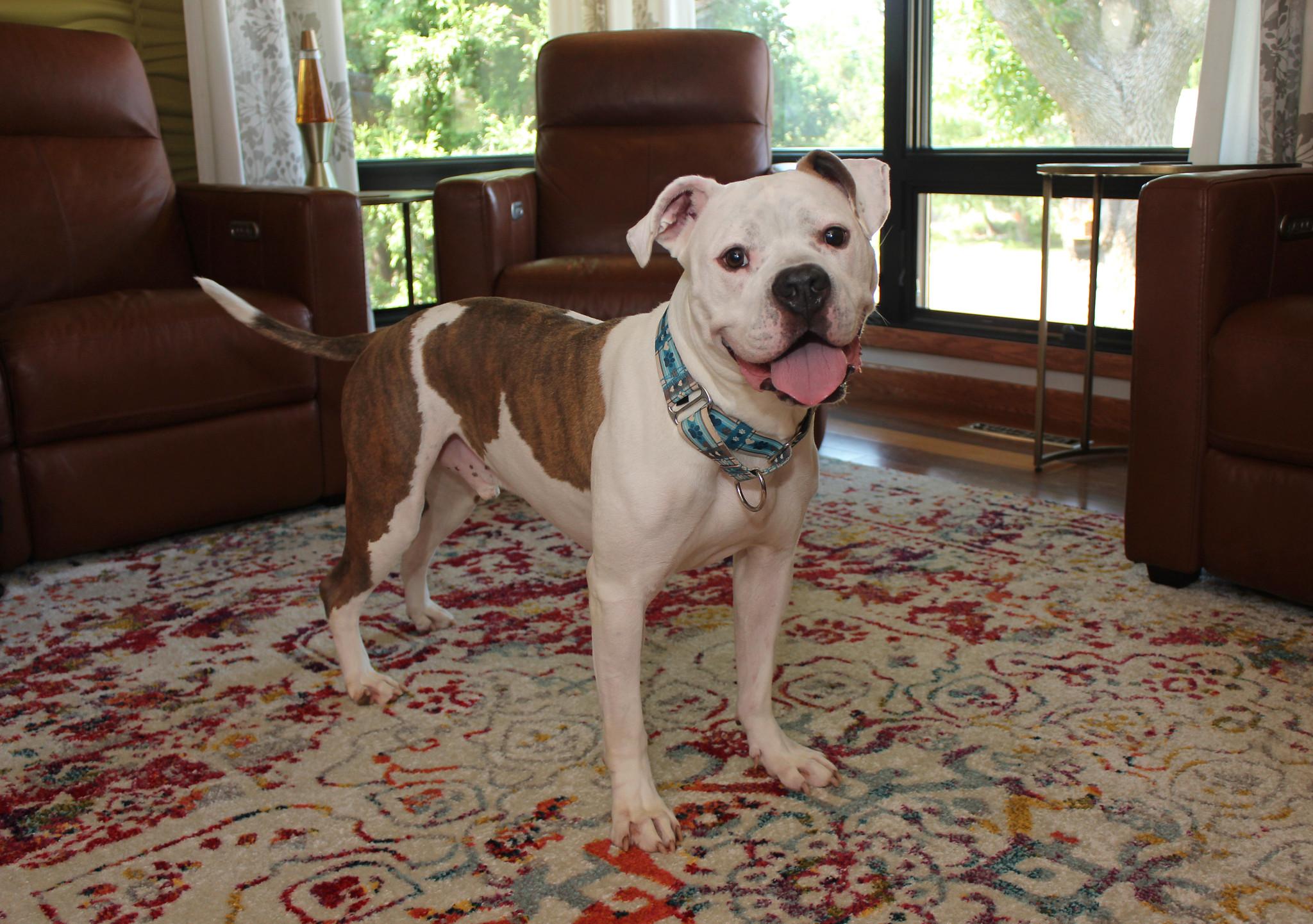 Nootro Boom, an adoptable Terrier in Sioux Falls, SD, 57101 | Photo Image 6