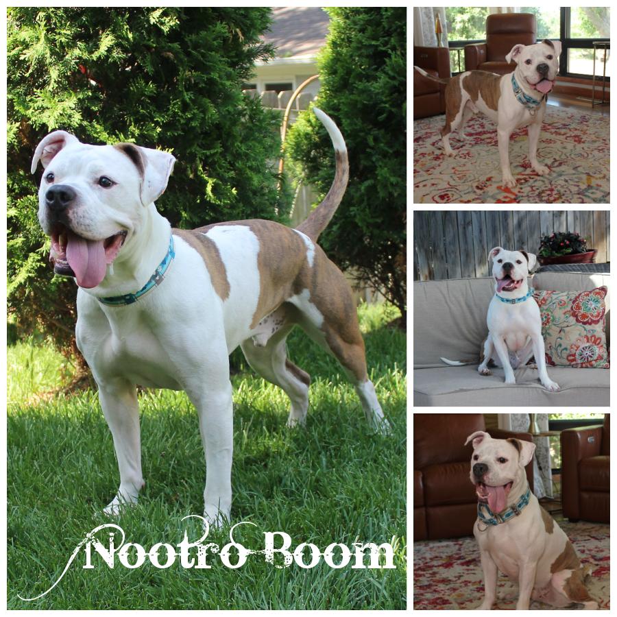 Nootro Boom, a Adoptable mixed breed in Sioux Falls, SD image 1/6