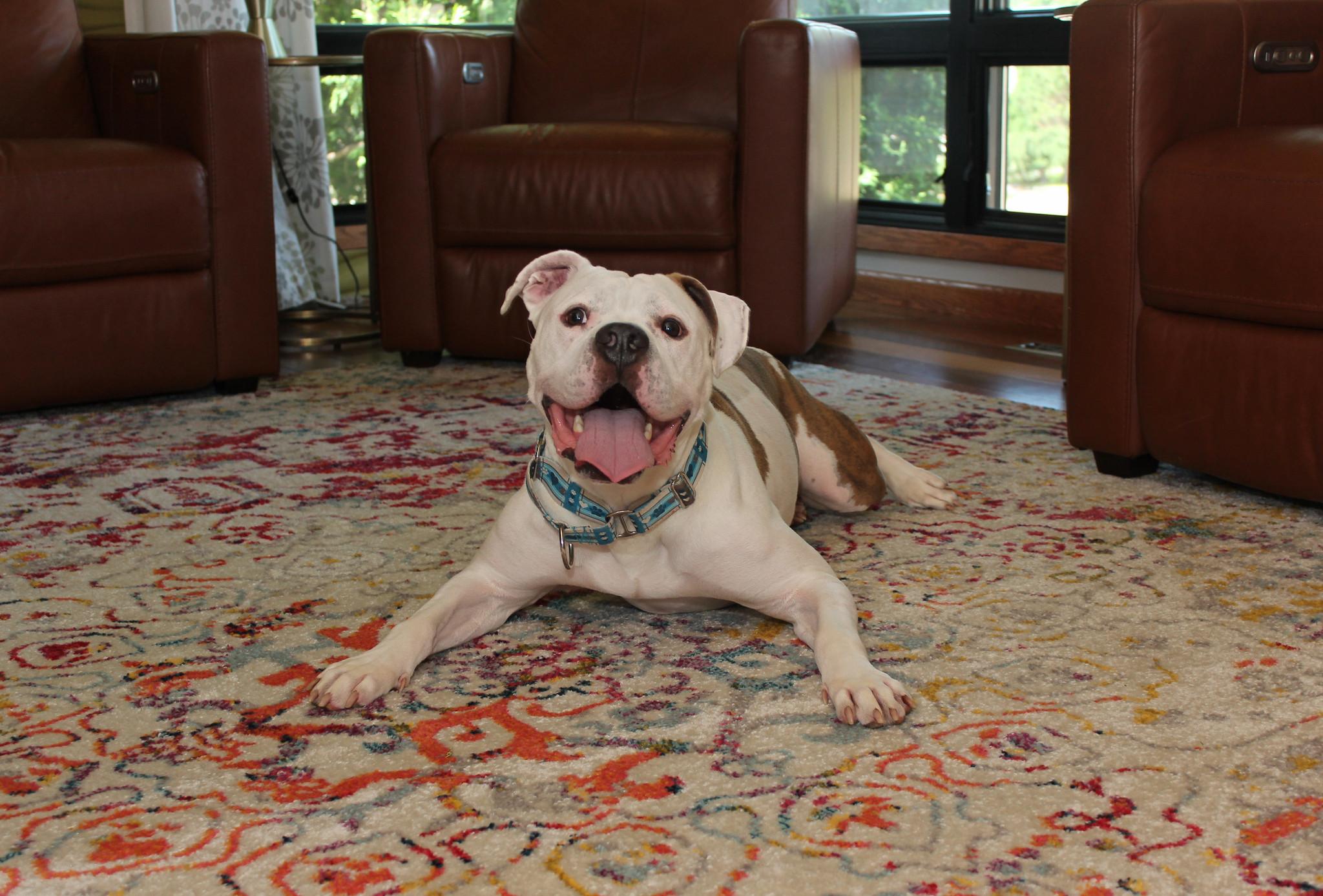 Nootro Boom, a Adoptable mixed breed in Sioux Falls, SD image 4/6