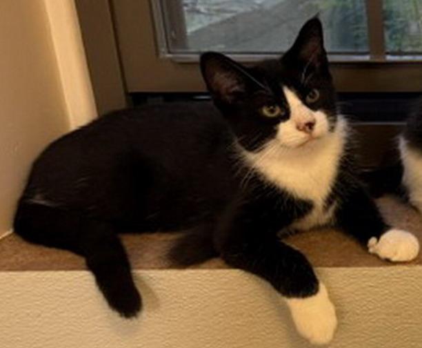 Boots, Adoptable, Young Male Domestic Short Hair.