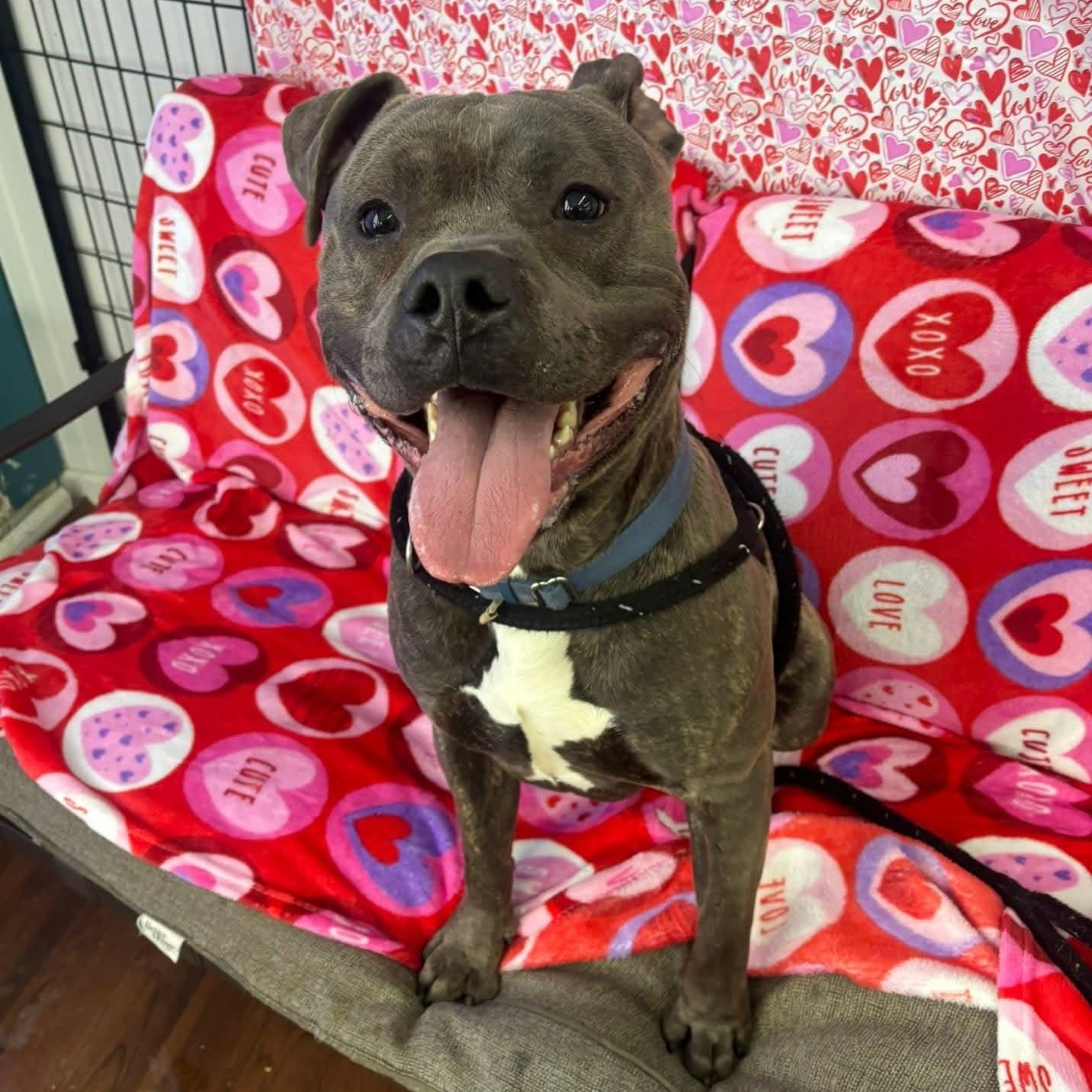 Enlarge Clark, a ADOPTABLE Terrier in North Syracuse, NY image 1/3