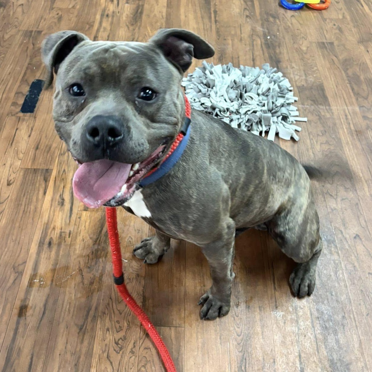 Clark, ADOPTABLE, Young Male Terrier.