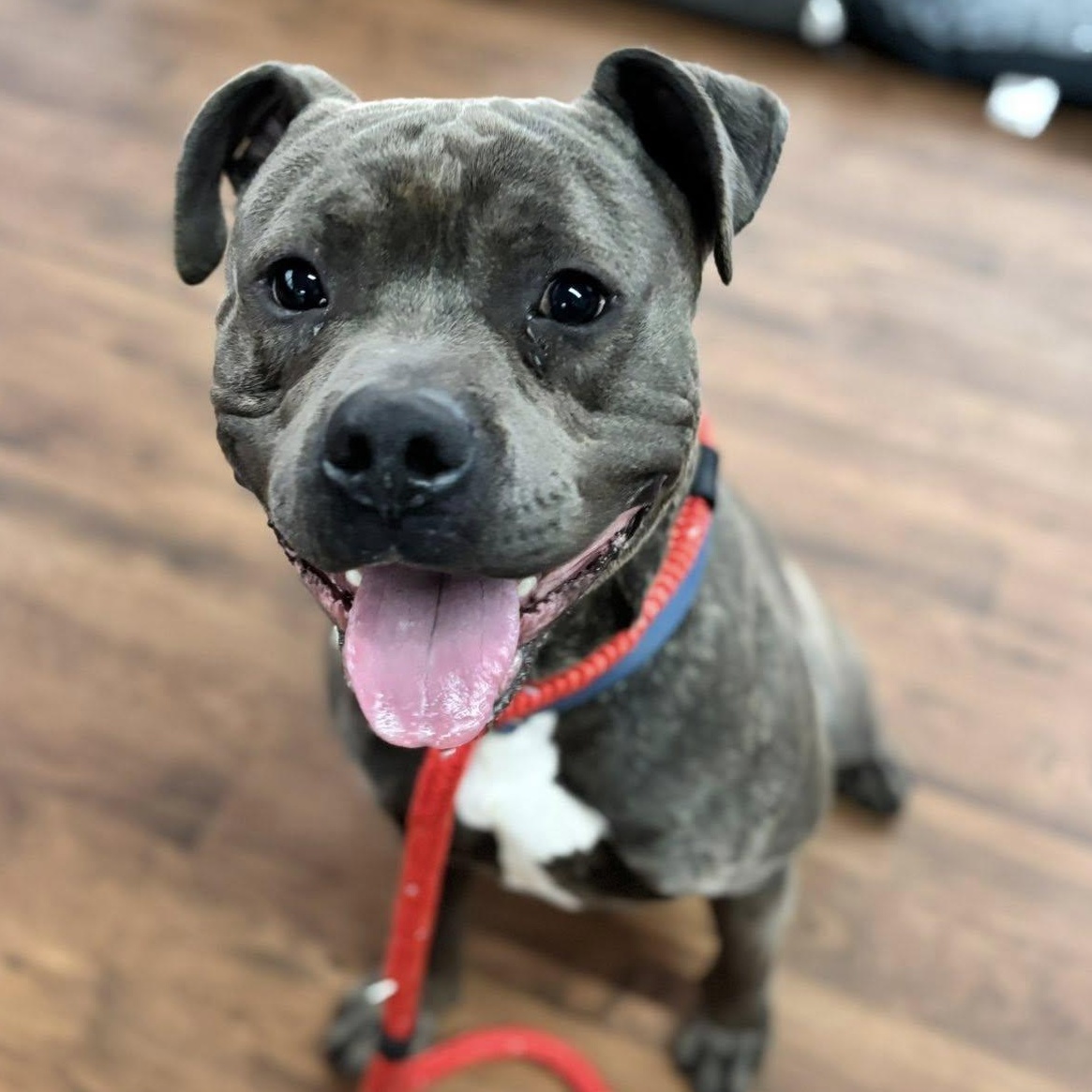 Enlarge Clark, a ADOPTABLE Terrier in North Syracuse, NY image 5/6