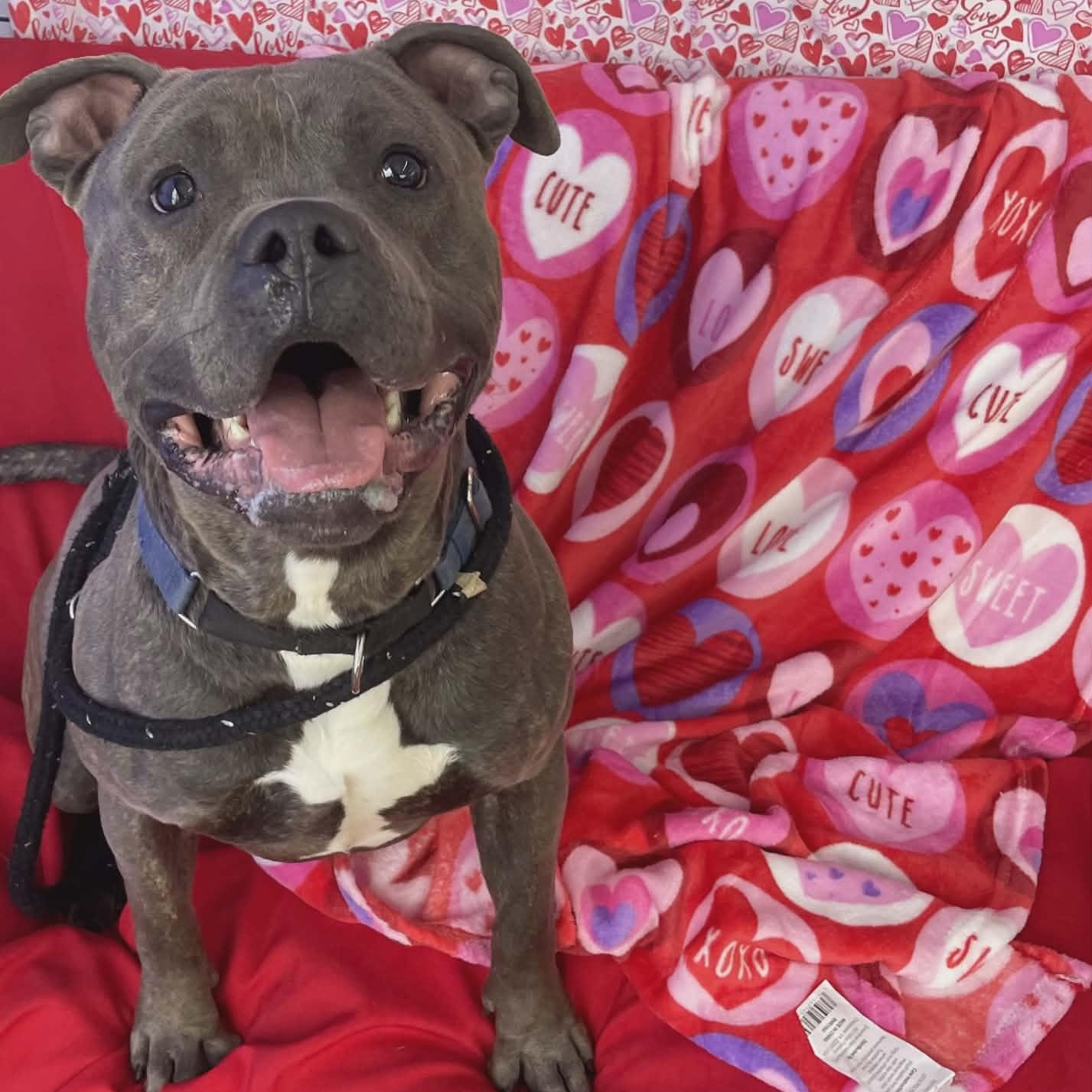 Enlarge Clark, a ADOPTABLE Terrier in North Syracuse, NY image 2/3