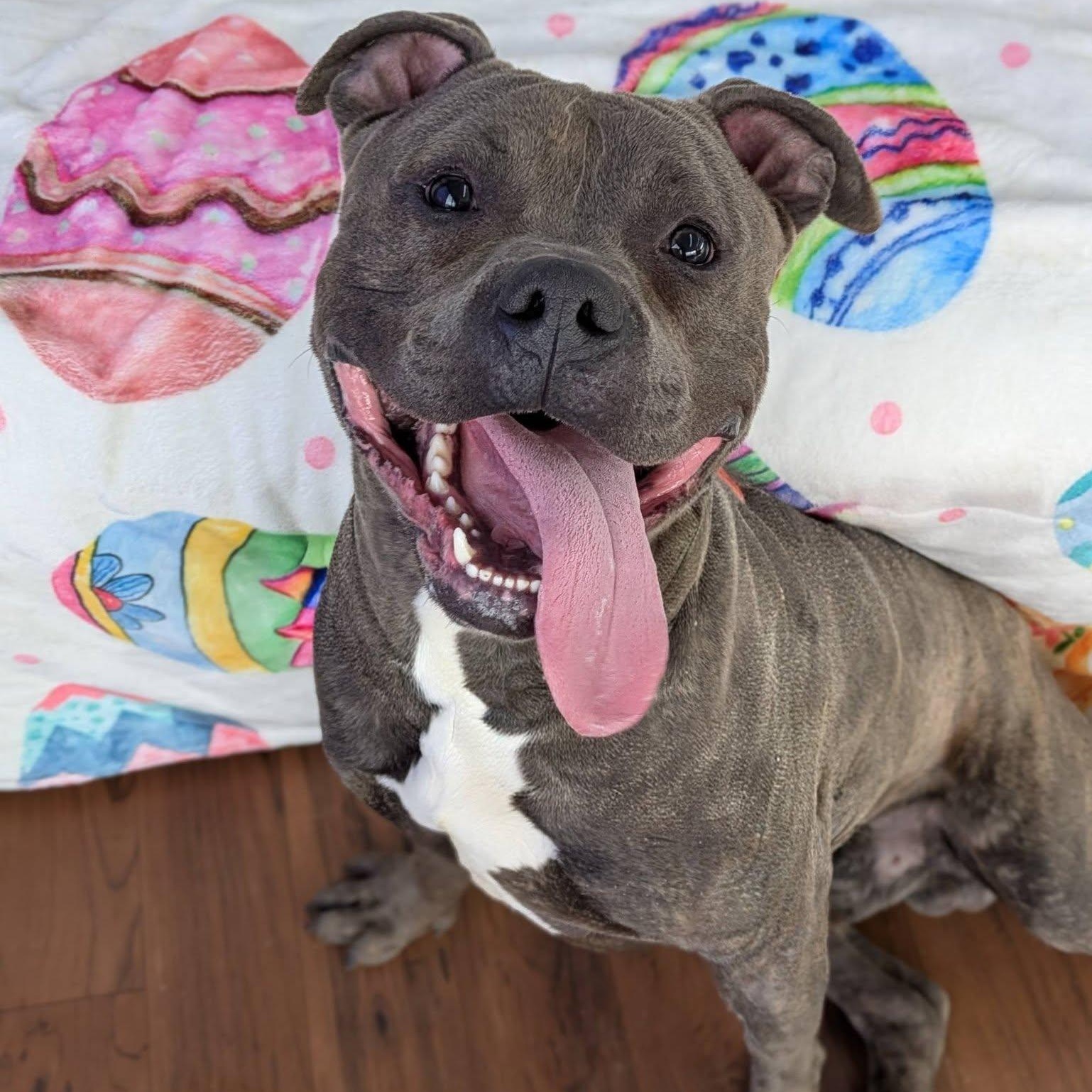 Enlarge Clark, a ADOPTABLE Terrier in North Syracuse, NY image 6/6