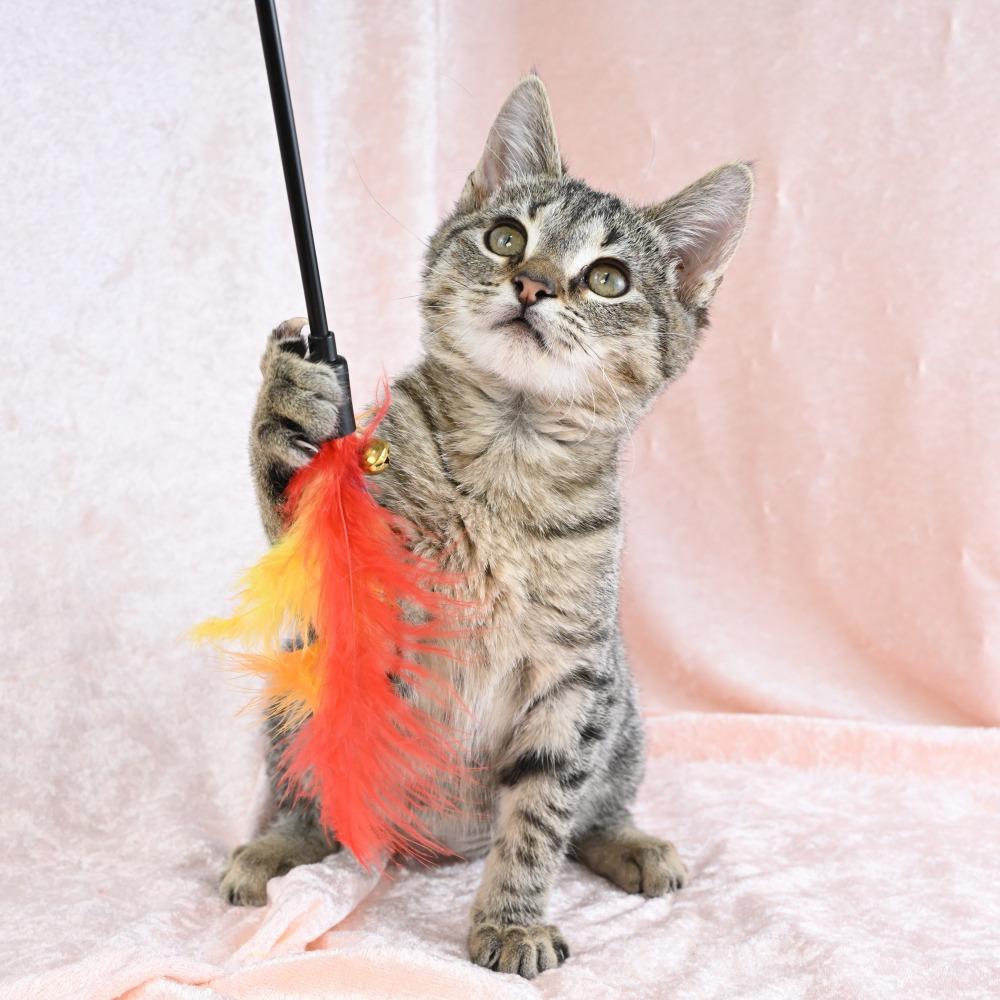 Enlarge Beetle, a Adoptable Domestic Short Hair in Mobile, AL image 1/5