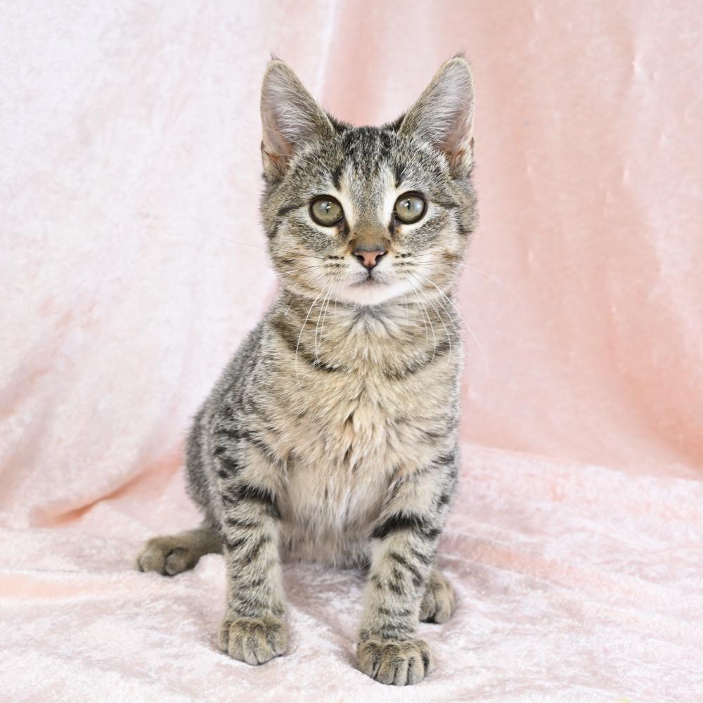 Enlarge Beetle, a Adoptable Domestic Short Hair in Mobile, AL image 2/5
