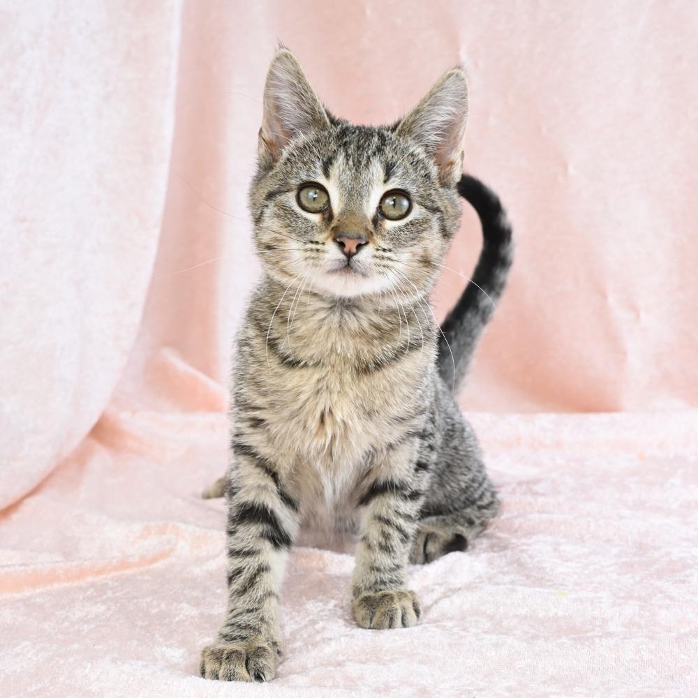 Enlarge Beetle, a Adoptable Domestic Short Hair in Mobile, AL image 3/5
