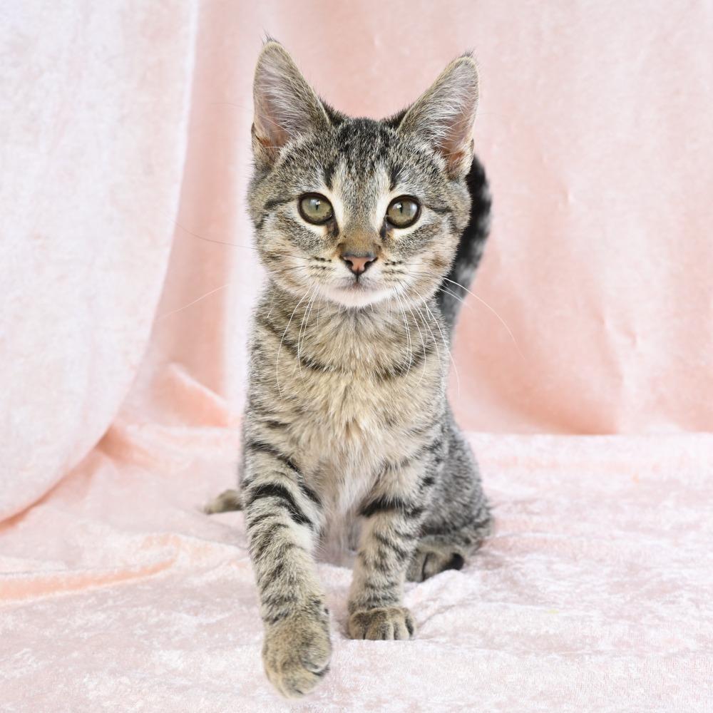 Enlarge Beetle, a Adoptable Domestic Short Hair in Mobile, AL image 4/5