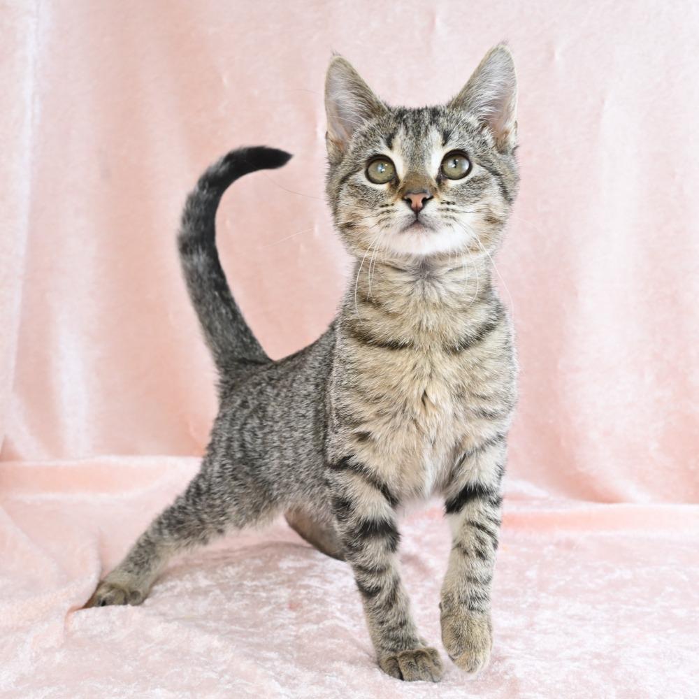 Enlarge Beetle, a Adoptable Domestic Short Hair in Mobile, AL image 5/5
