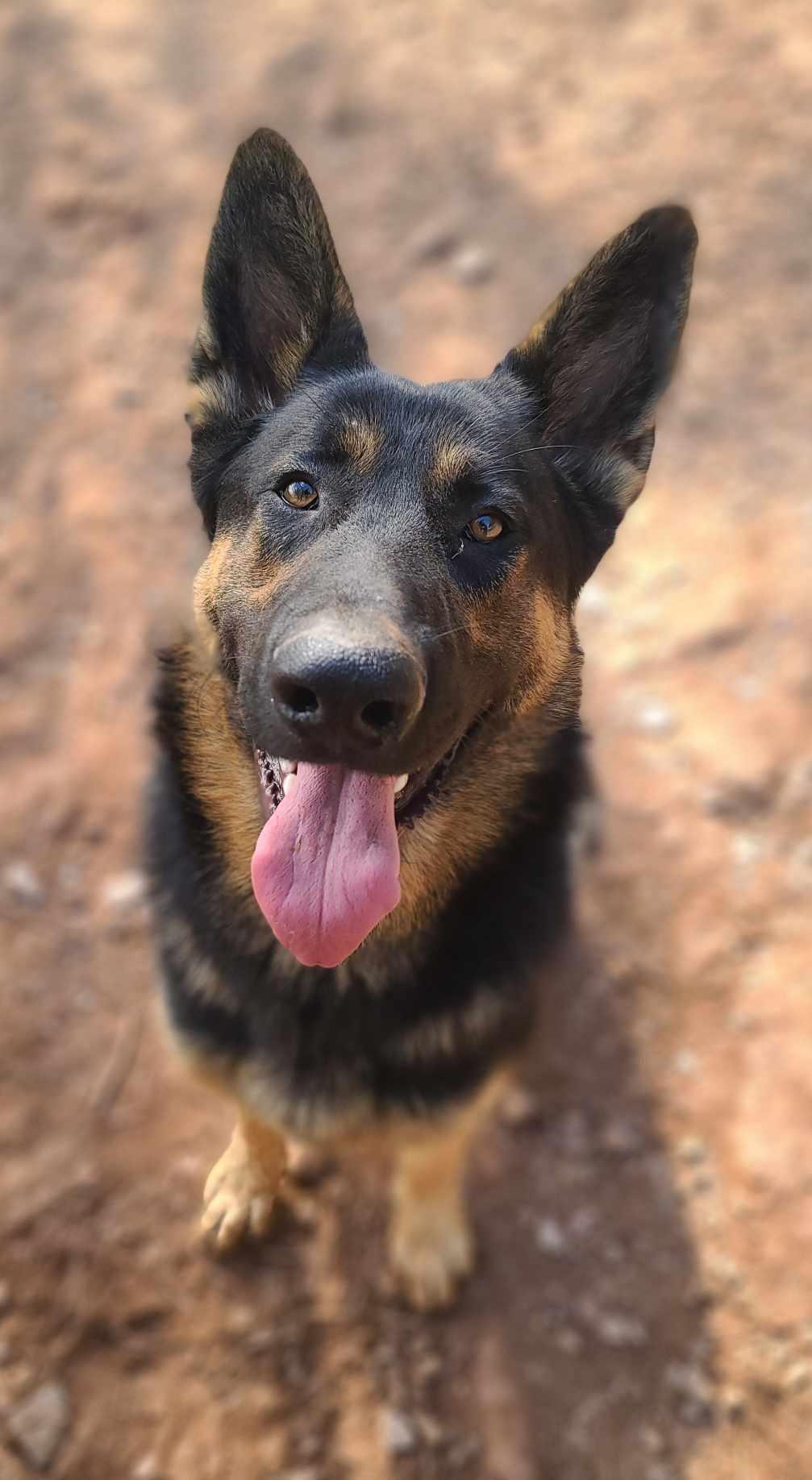 Chief