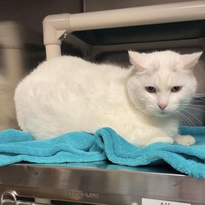 Enlarge Bob C26-005, a Adoptable Domestic Short Hair in Elbow Lake, MN image 1/1