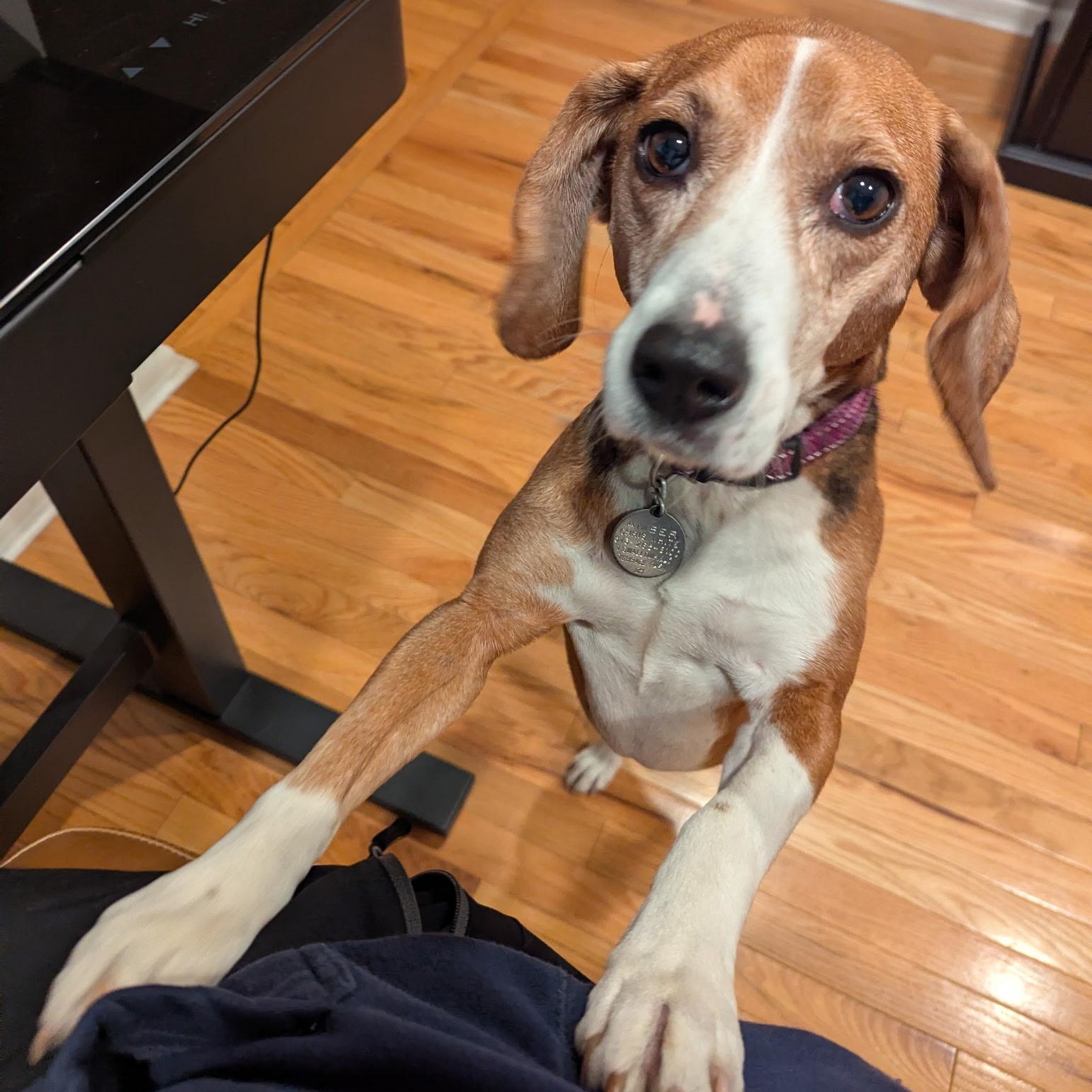 Enlarge Maggie, a ADOPTABLE Beagle in Terrace Park, OH image 2/6