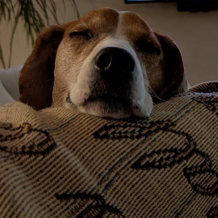Enlarge Maggie, a ADOPTABLE Beagle in Terrace Park, OH image 5/6