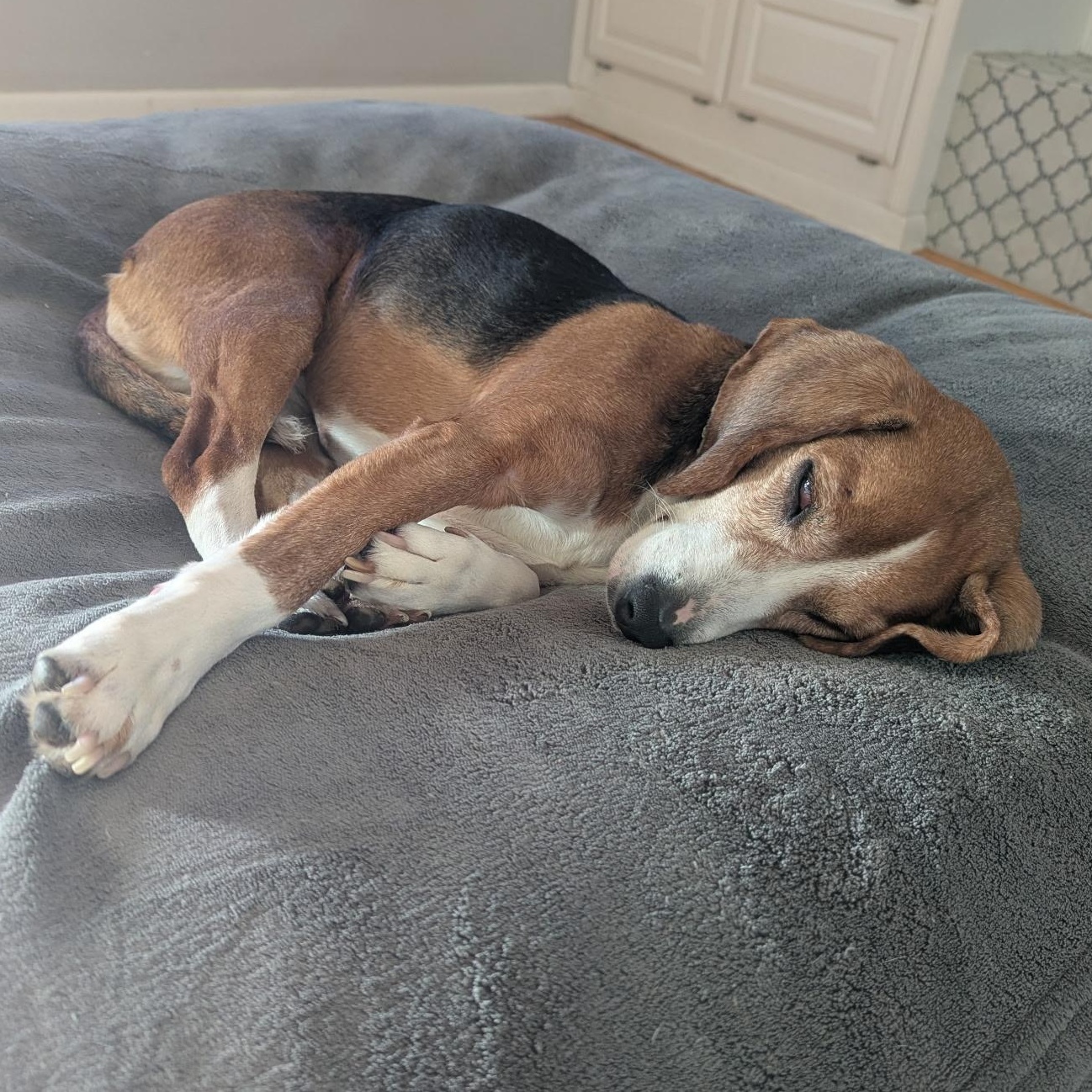 Enlarge Maggie, a ADOPTABLE Beagle in Terrace Park, OH image 3/6