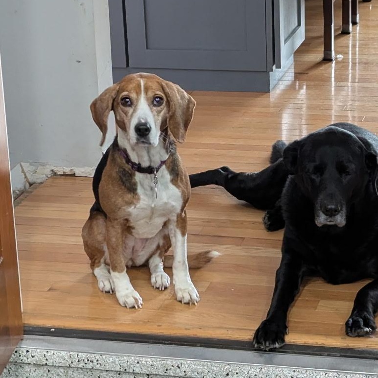 Enlarge Maggie, a ADOPTABLE Beagle in Terrace Park, OH image 4/6