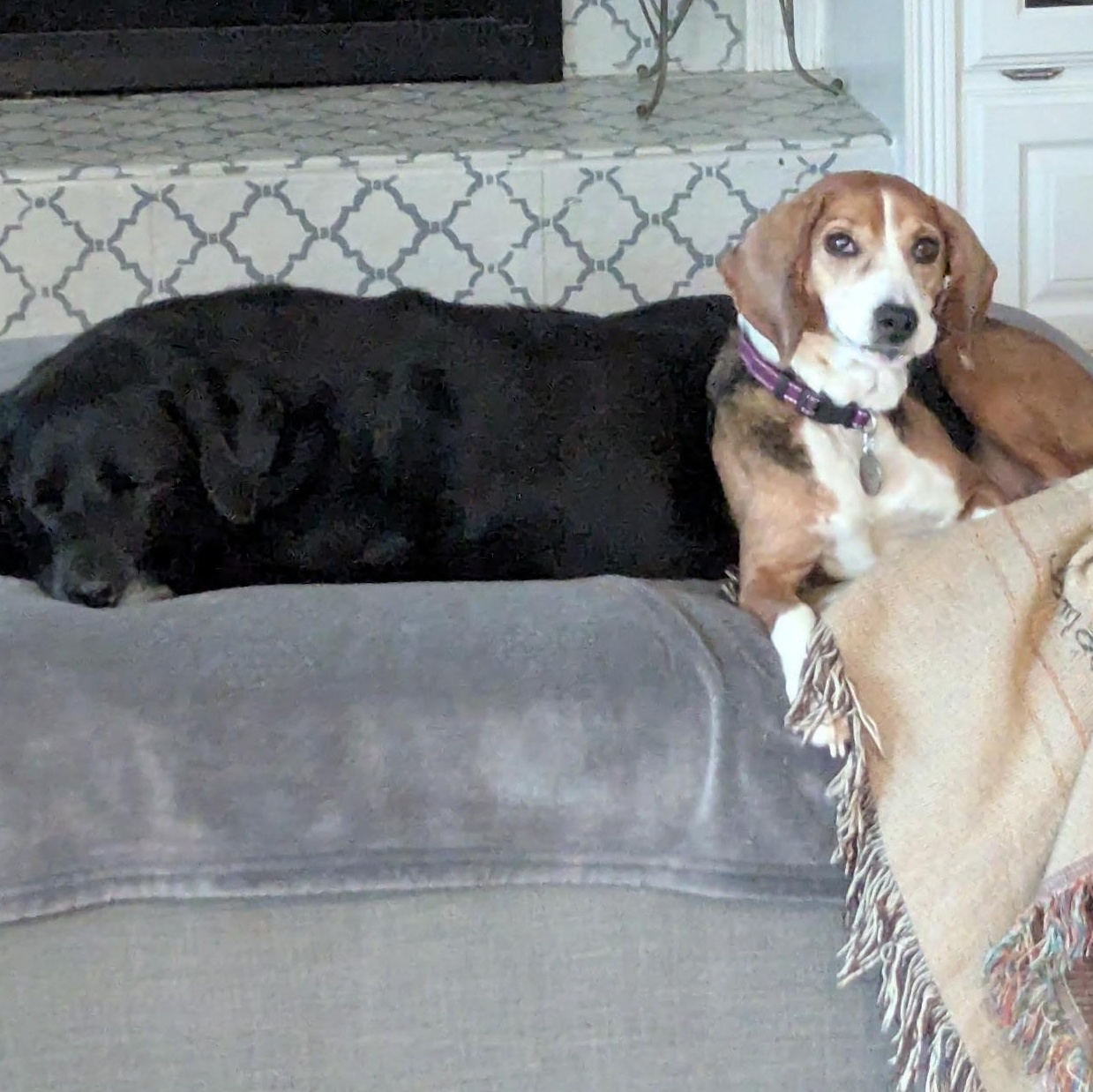 Enlarge Maggie, a ADOPTABLE Beagle in Terrace Park, OH image 6/6