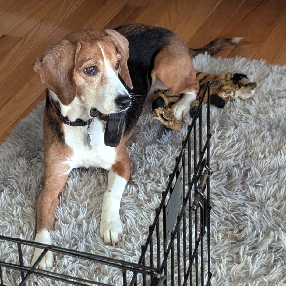 Enlarge Maggie, a ADOPTABLE Beagle in Terrace Park, OH image 1/6