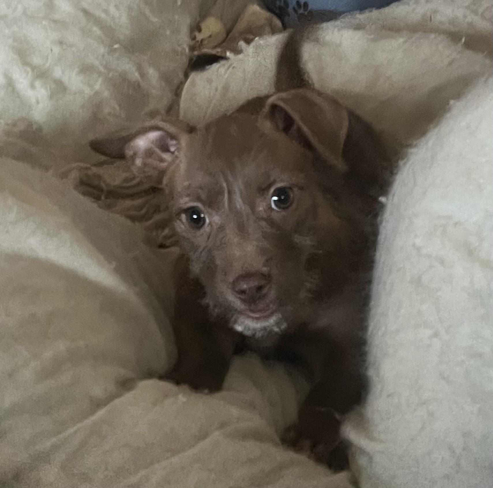 Emerald, Adoptable, Puppy Female Wirehaired Terrier.