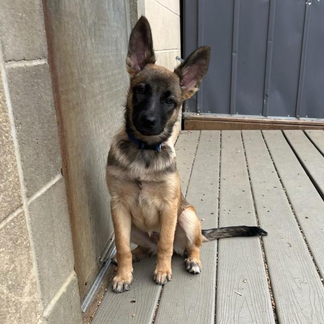 Ruby, a Adopted German Shepherd Dog in Chesterfield, MO image 2/2