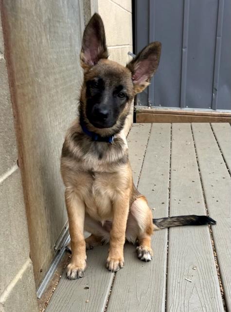 Ruby, a Adopted German Shepherd Dog in Chesterfield, MO image 1/2