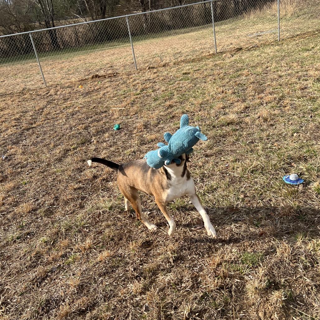Rhett, Adoptable, Adult Male Mixed Breed.