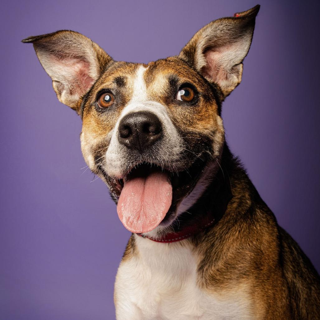 Rhett, a Adoptable Mixed Breed in Blairsville, GA image 2/6