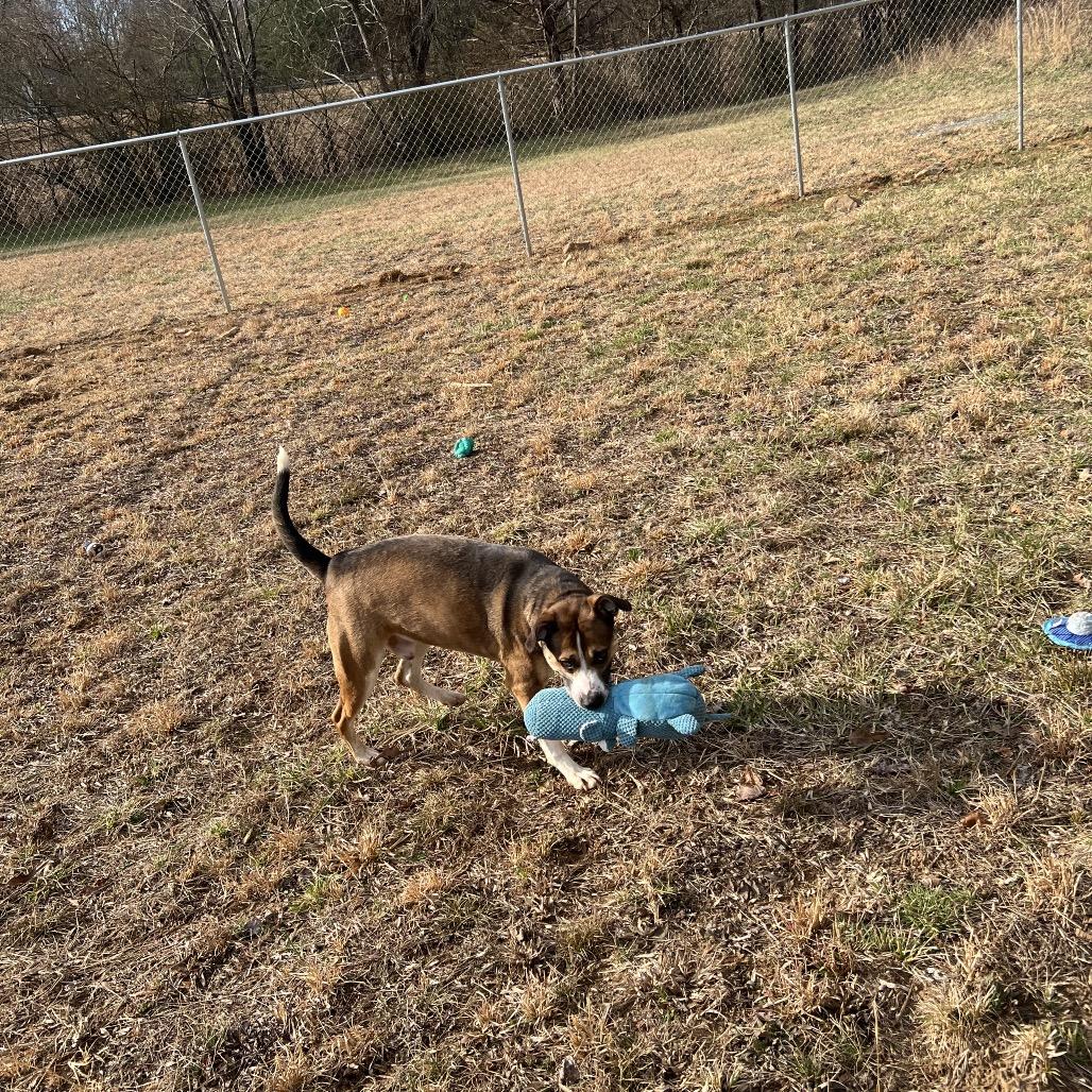 Rhett, a Adoptable Mixed Breed in Blairsville, GA image 3/6