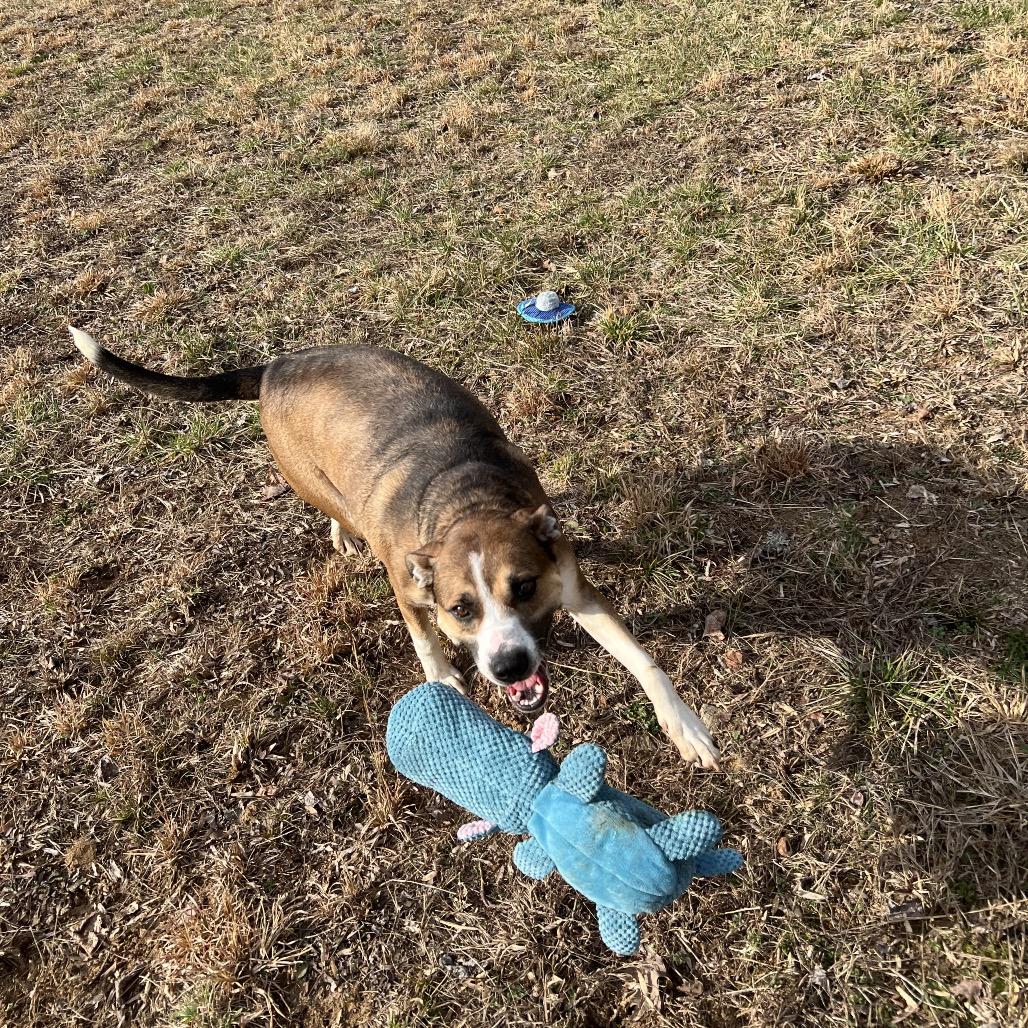 Rhett, a Adoptable Mixed Breed in Blairsville, GA image 4/6