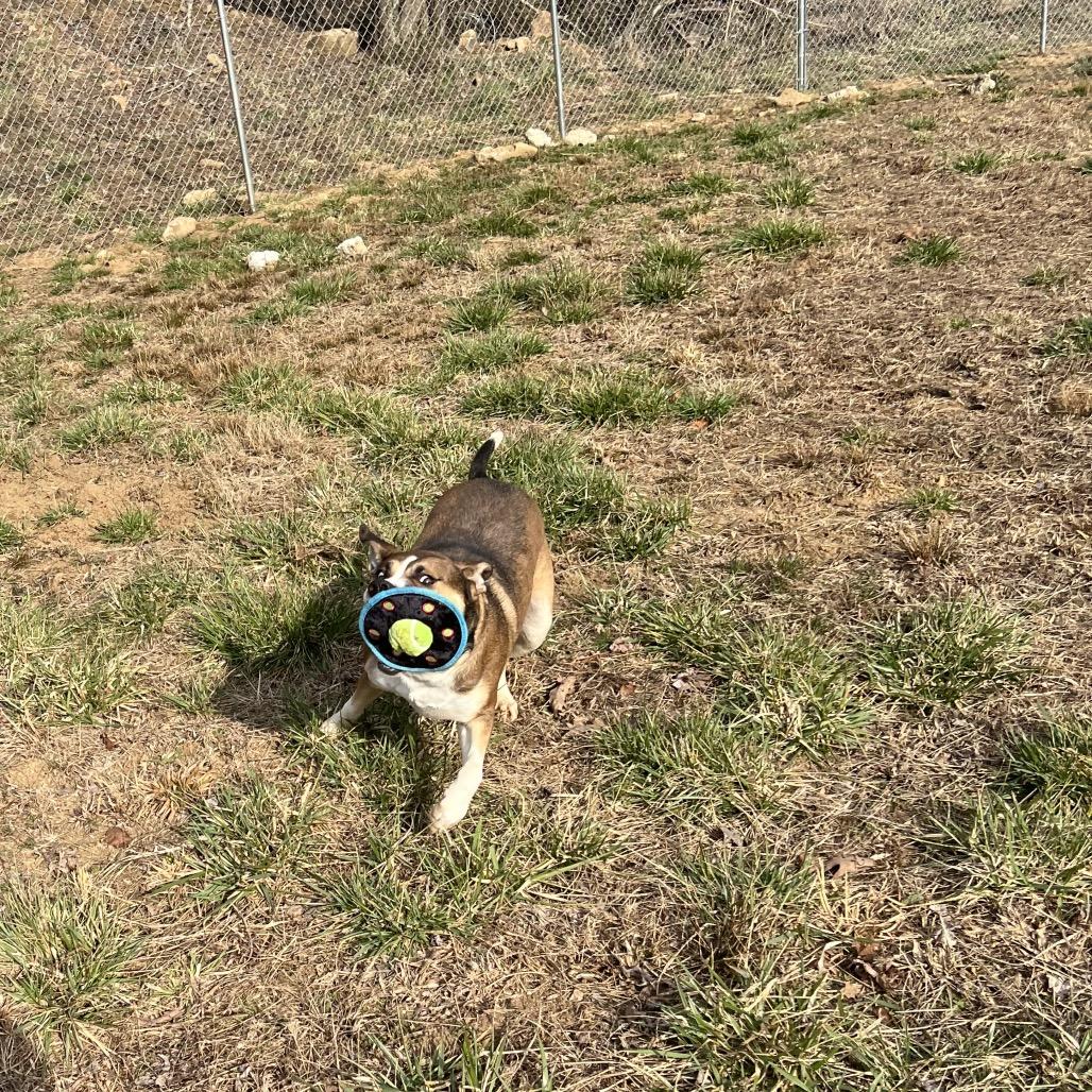 Rhett, a Adoptable Mixed Breed in Blairsville, GA image 5/6