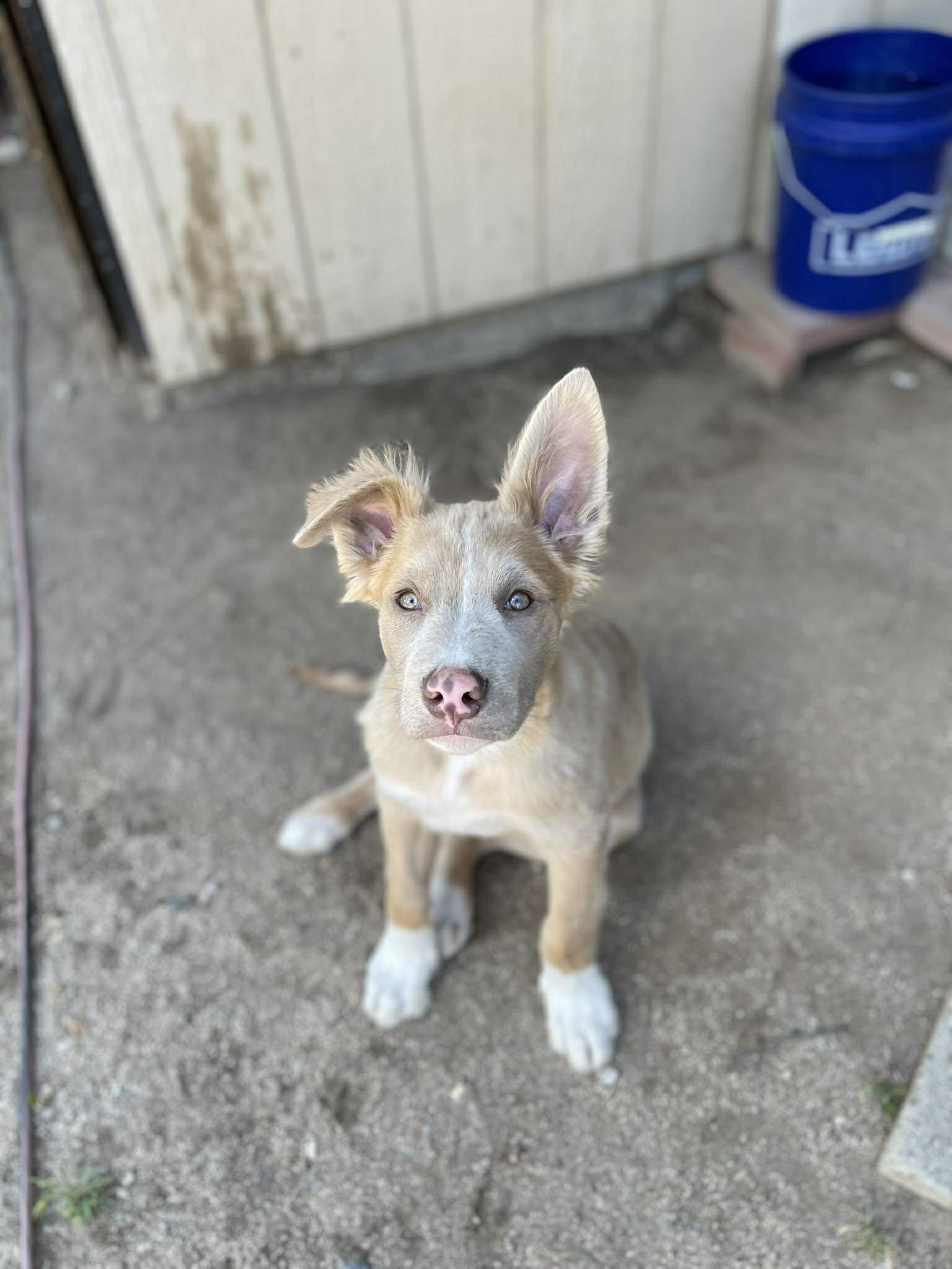Enlarge Grant, an adopted mixed breed in Temecula, CA image 5/5