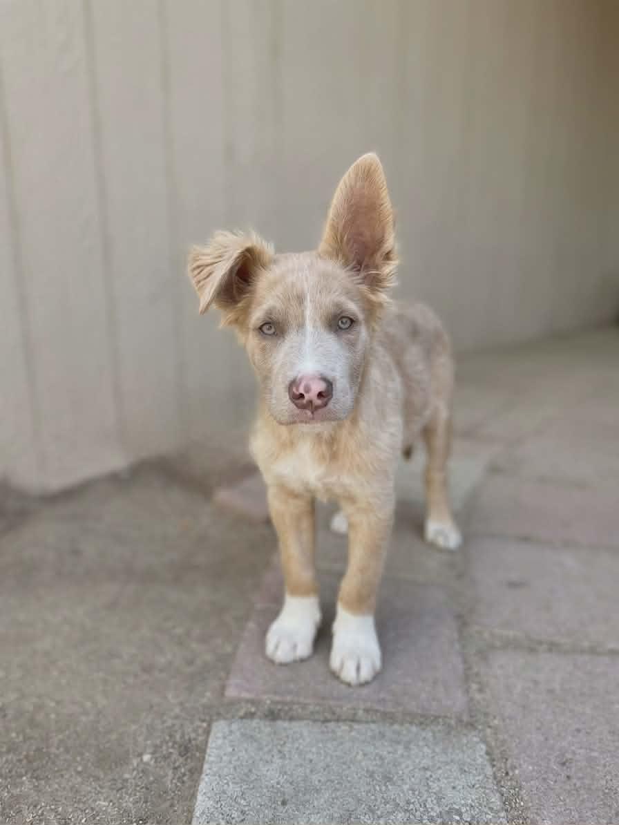 Enlarge Grant, an adopted mixed breed in Temecula, CA image 2/5