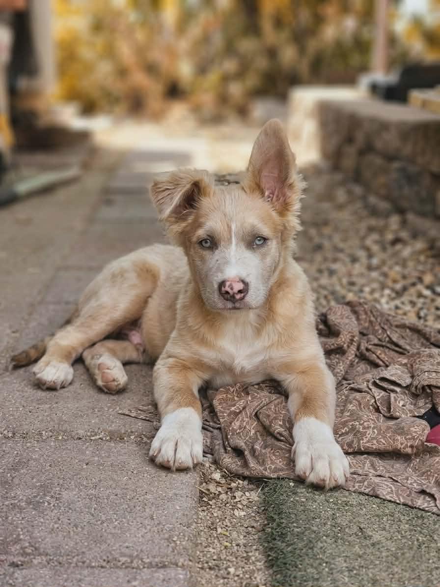 Enlarge Grant, an adopted mixed breed in Temecula, CA image 1/5