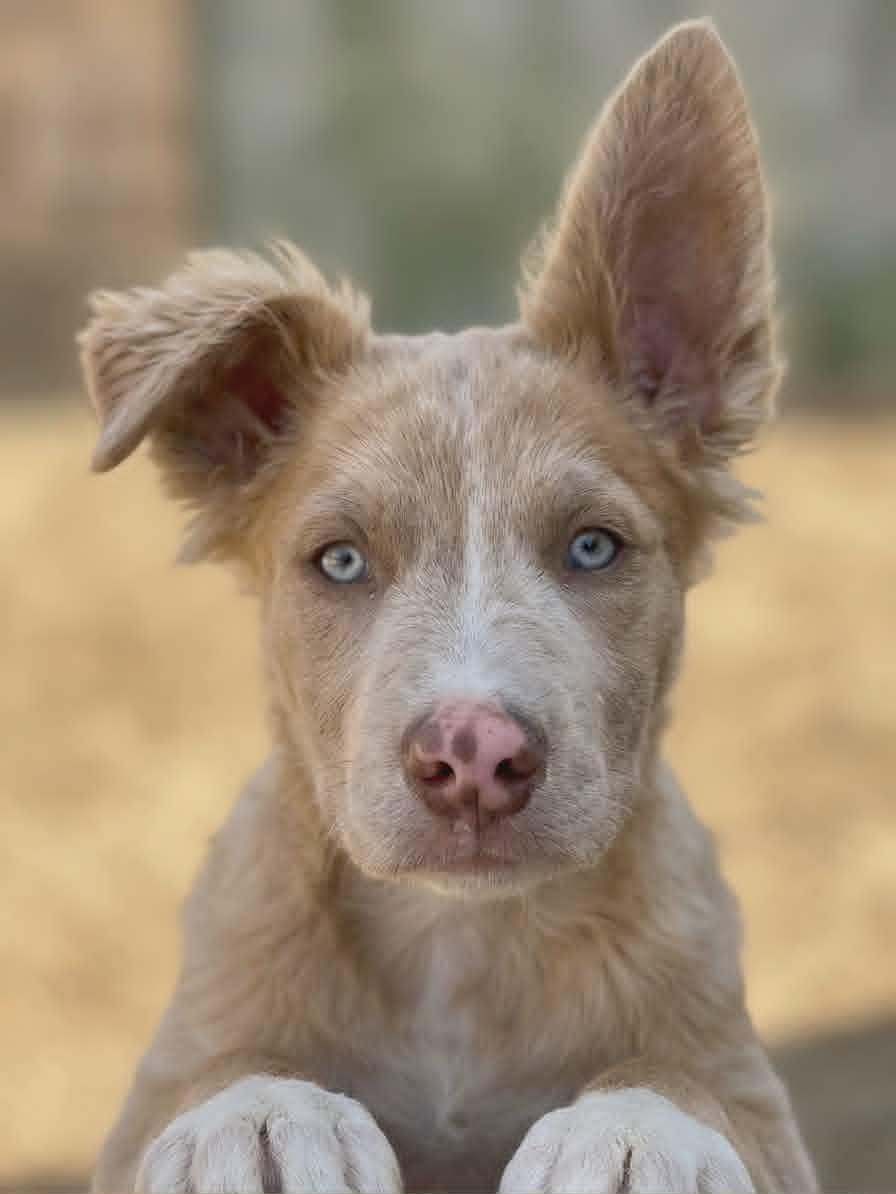 Enlarge Grant, an adopted mixed breed in Temecula, CA image 3/5