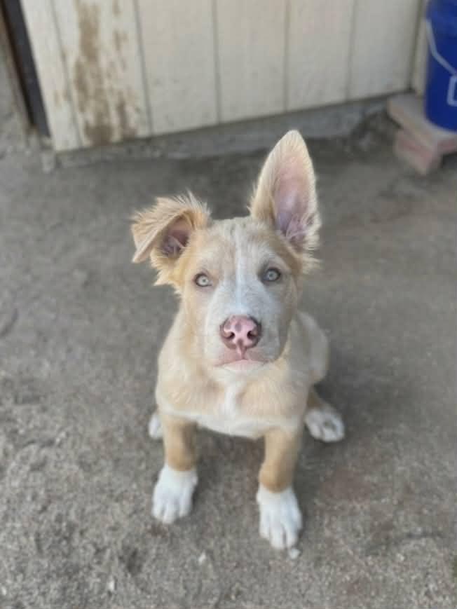Enlarge Grant, an adopted mixed breed in Temecula, CA image 4/5