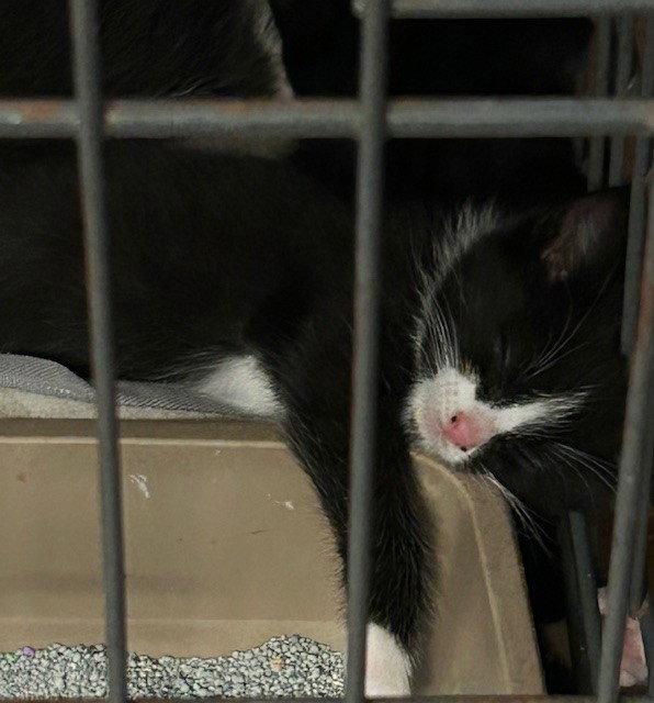 Belle, Adopted, Young Female Domestic Medium Hair.