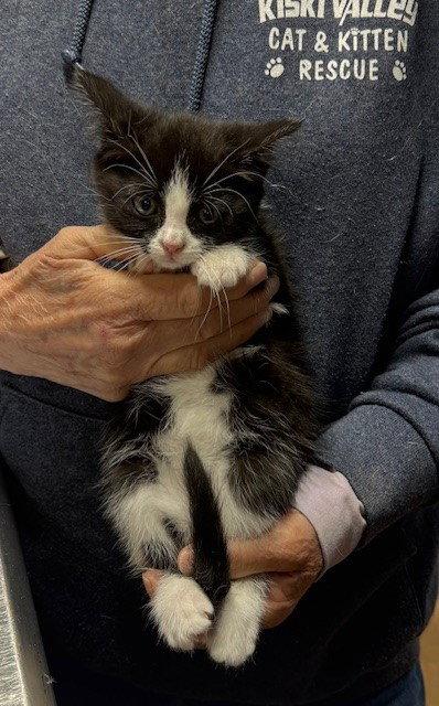 Belle, a Adopted Domestic Medium Hair in Apollo, PA image 2/3